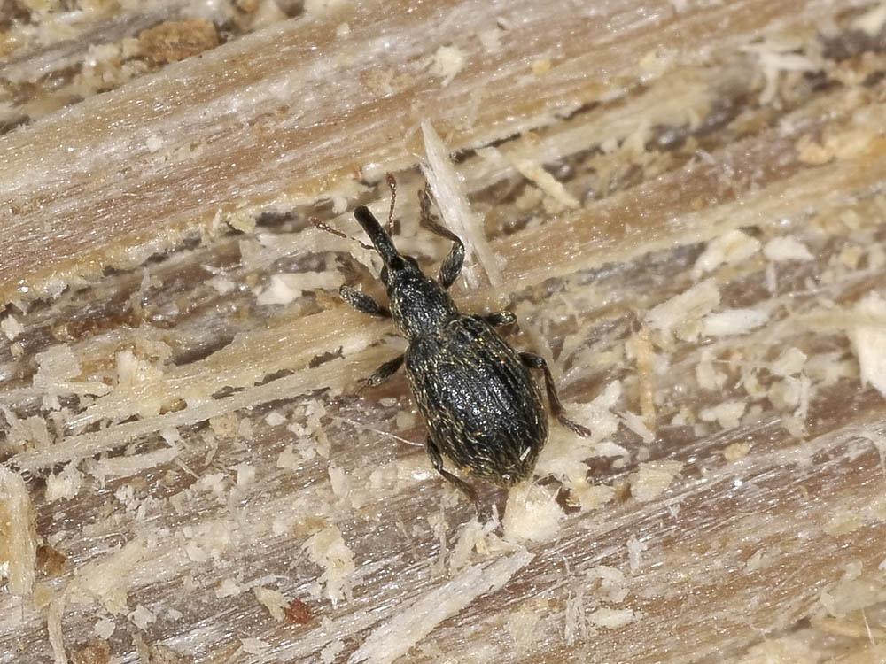 Apionidae - Trichopterapion holosericeum